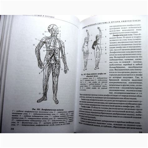 Анатомия человека с основами динамической и спортивной морфологии ...