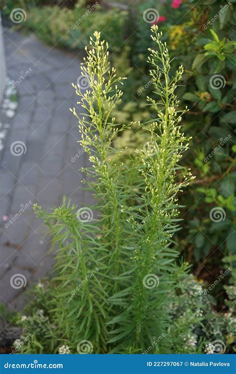 Erigeron Canadensis, Syn. Conyza Canadensis, is a Herbaceous Plant, a Species of the Genus ...