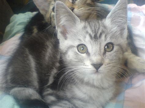 süße Main Coon Mix kitten abzugeben in | Tiere | Kleinanzeigen