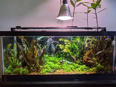 80 Gallon Reef Tank | atelier-yuwa.ciao.jp