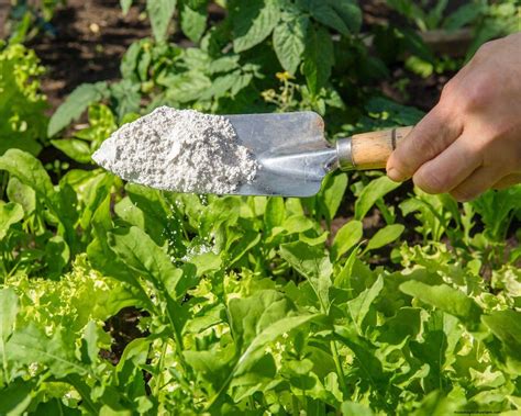 How to get rid of stink bugs: top tips for deterring these pests from ...