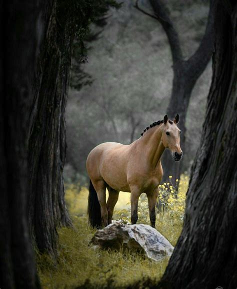 17 war horse breeds history pictures – Artofit