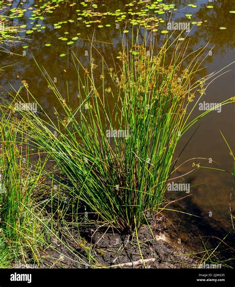 Juncus Effusus Massing