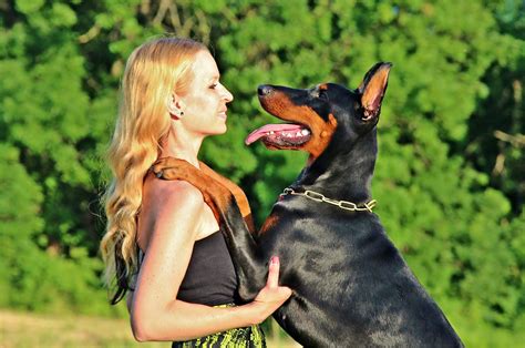 Doberman Pinscher Breed Overview | Temperament, Training & Care Tips