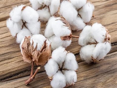 Cotton Farming : कापसाची शेती मिळवून देईल बक्कळ पैसा