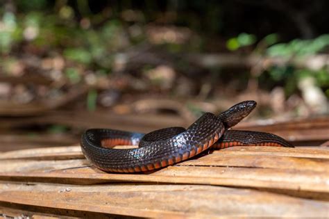 Black Swamp Snake