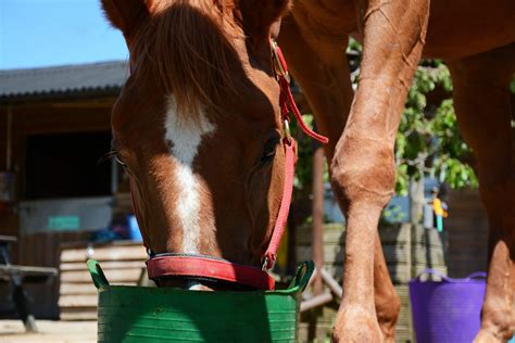 Horses on the Hunt ~ Do horses eat meat? ~ EquiPepper