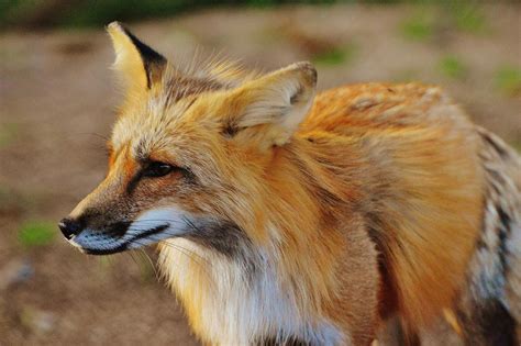 Discover Animals in Rio de Janeiro Brazil's Wildlife Gems