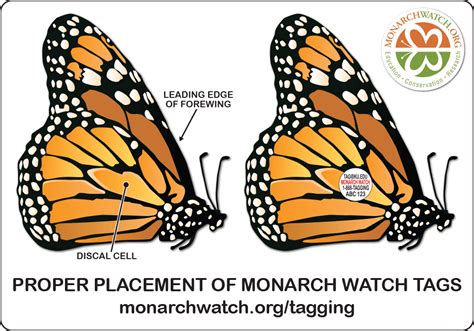 Monarch Tagging Program 的图像结果