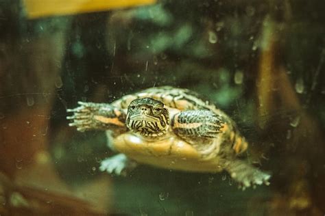 Setting Up a Turtle Tank 的图像结果
