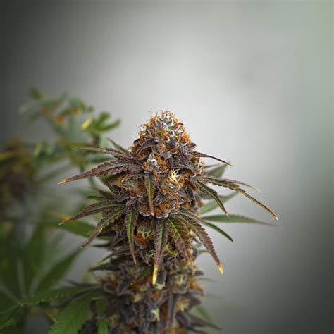 Red Runtz Strain Information & Effects