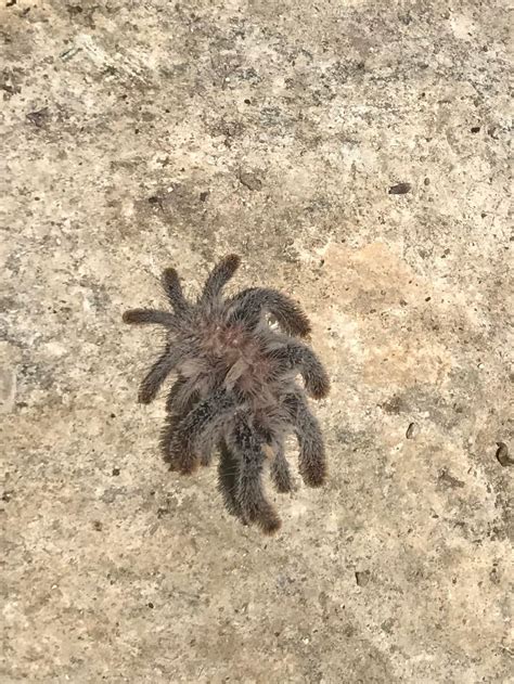 Found this in the Tikal, Guatemala next to a pyramid and none of the ...