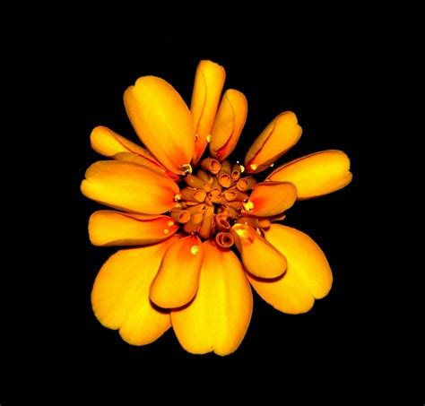 Orange and Yellow Petaled Flower Hd Photography · Free Stock Photo