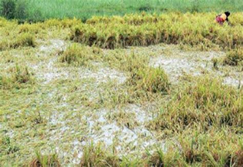 Stress Management :: Flood