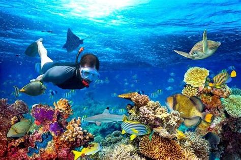 Snorkeling In New Zealand 2025: 6 Best Places To Snorkel!