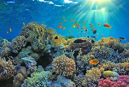 Image result for Reef