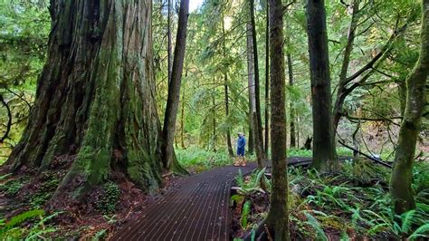 Visit the Grove of Titans in Jedediah Smith Redwoods State Park ...
