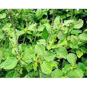 AR plants Prickly Chaff Flower Crocus stuff Antish Akatam Aagijaado ...