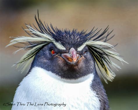 Northern Rockhopper Penguin Photographic Print - Etsy