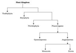 Diversity in Living Organisms Class 9 Notes Science Free PDF