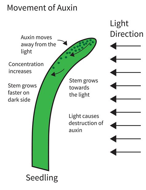 What are plant auxins? And how do they affect plant growth?