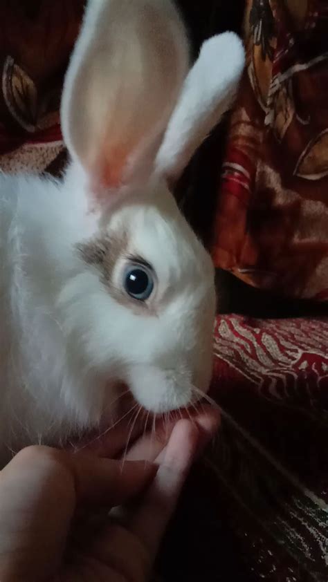 kibo (@kibo_the_bunny) • Instagram photos and videos