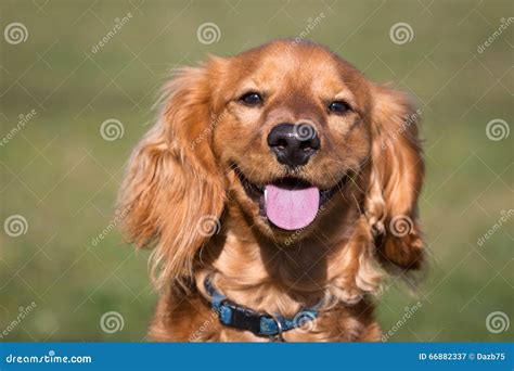 Image result for Cockapoo Adult Dogs