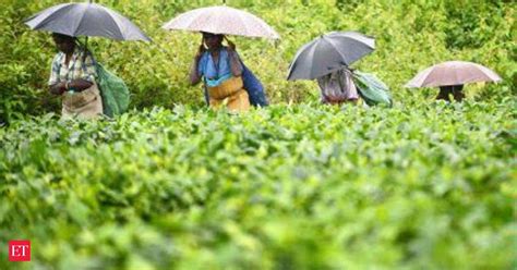 50% subsidy to buy machineries from Tea Board - The Economic Times