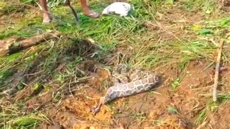 Image result for Python Attacks Deer