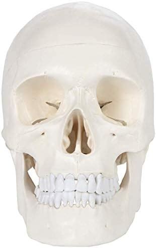 Labzio - Life Size Human Skull, Anatomical Skull, Classic Skull, With ...