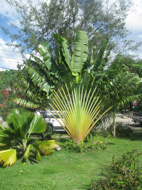 Home And Garden : Traveler’s Palm (ravenala madagascariensis)