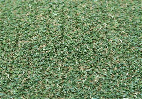 How the Three Main Types of Putting Green Grasses Could Affect Your ...