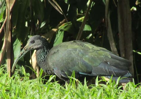 Ibis Verde - Ballena Tales Magazine And Free Travel Guide