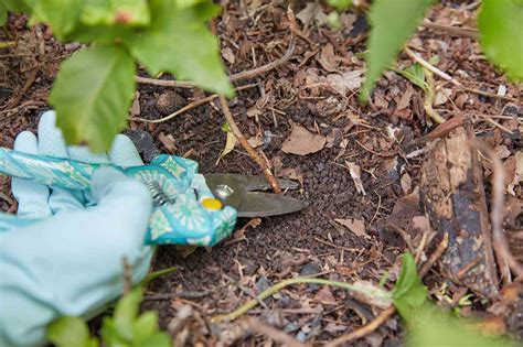 What To Use To Clean Poison Ivy Off Tools at Tasha Hyman blog