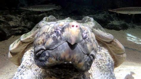 Image result for Alligator Snapping Turtle Location