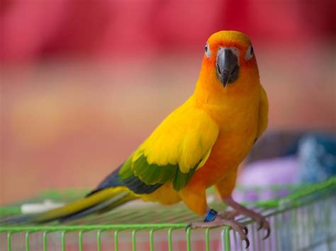 The 150 Best Bird Names - Parade Pets