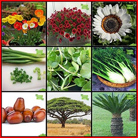 Creative Farmer Plant Seeds Combo Herb Seeds & Flower Seeds : Iceland ...