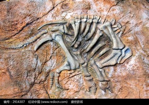 恐龙化石图片图片-图行天下素材网