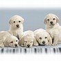 Image result for Puppy Wallpaper for iPad