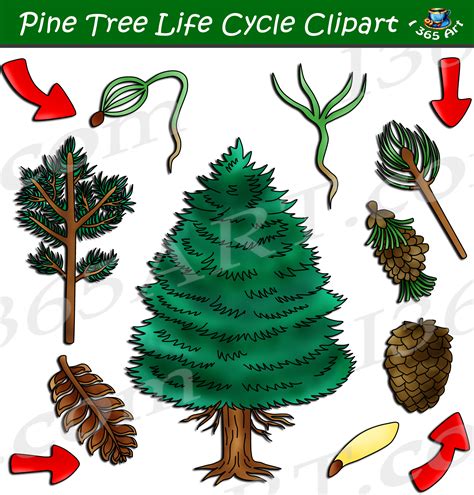 Image result for Tree Life Cycle