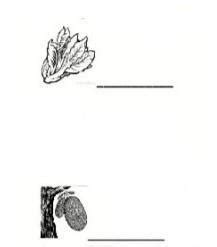 Identify the picture then name the leafy vegetable and fruit - Brainly.in