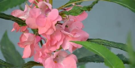 Image result for Norma Chaveta Polegadas