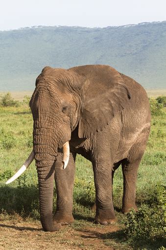 Image result for Elephant Toothpasste Exploding