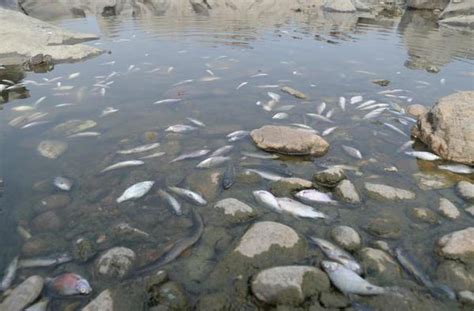 WFD 2022: River Pollution Killing Fish En-Masse; New Threats to river ...