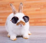 Image result for Really Cute Bunny