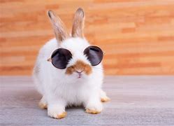 Image result for Bunnies Doing It