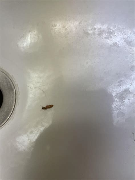 Bug found in bathroom sink : r/whatisthisbug