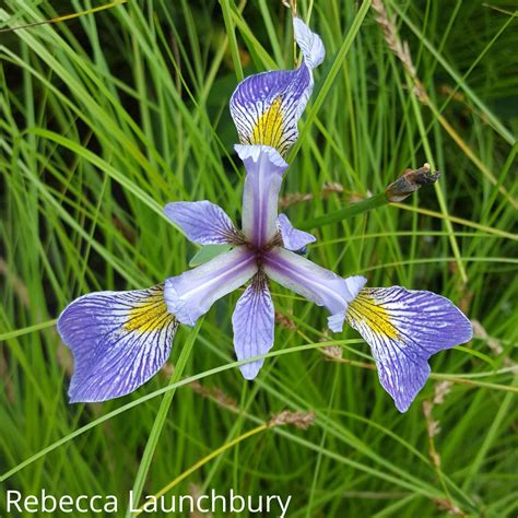 Blue Flag Iris