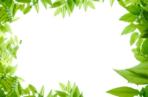 Organic Green Leaves, Sustainable Leaves, Natural Vegetation, Leafy Plants, Botanical Elements PNG