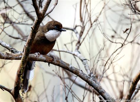 White-throated Laughing thrush